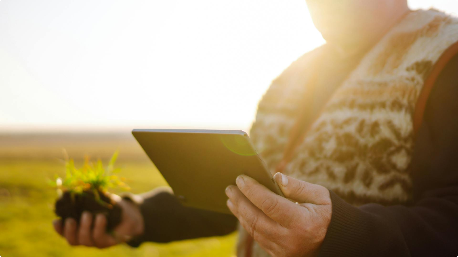 Person standing in a sunny field looking at a tablet